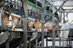 Poplava jeftinog uvoza smrznute piletine uništila gansku peradarsku industriju?