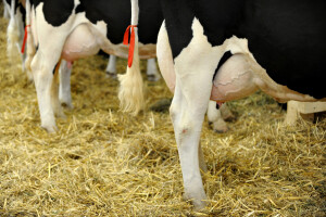 Mastitis kod krava i preventivne mjere za suzbijanje