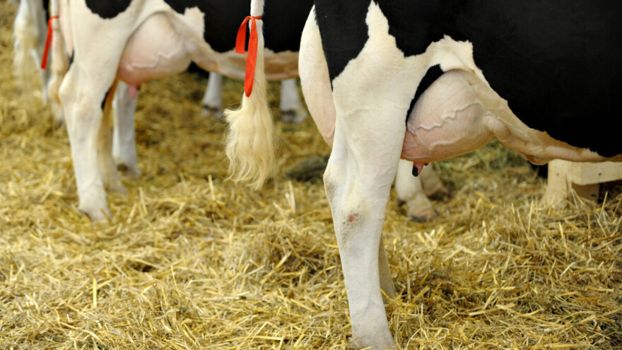 Mastitis kod krava i preventivne mjere za suzbijanje