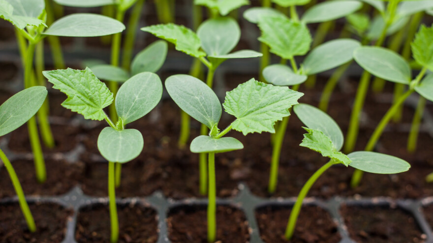 Sjetva krastavca ovisi o vremenu i mjestu sadnje