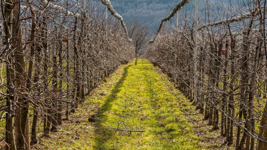 Vrijeme je da prvom dozom NPK đubriva prihranite voćke