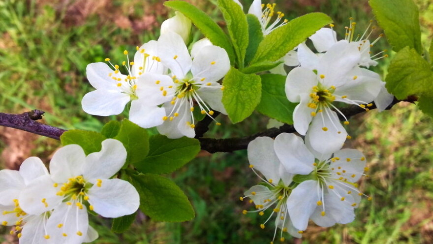 Zašto  su se na listu šljive pojavile deformacije?