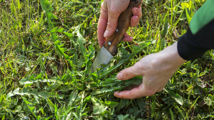Zlatna pravila sakupljanja ljekovitog bilja: Ljepše primjerke ostavite prirodi