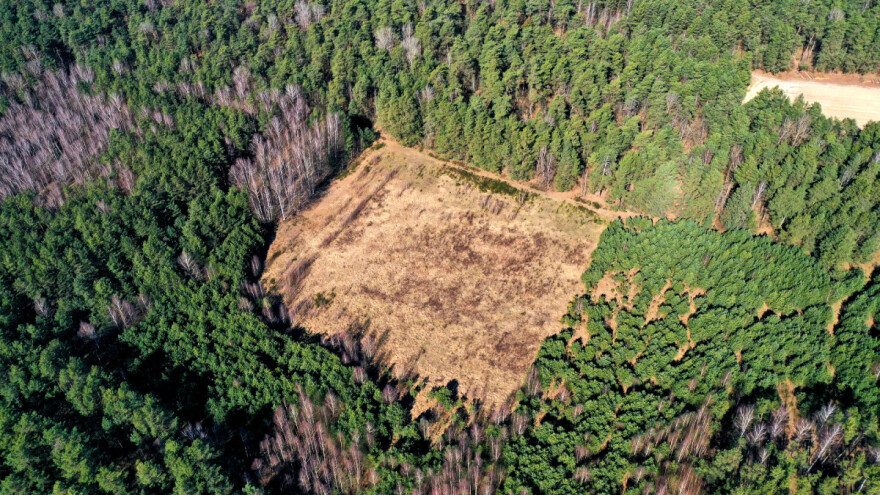 Svake tri sekunde izgubimo šuma veličine nogometnog igrališta. I to nije sve
