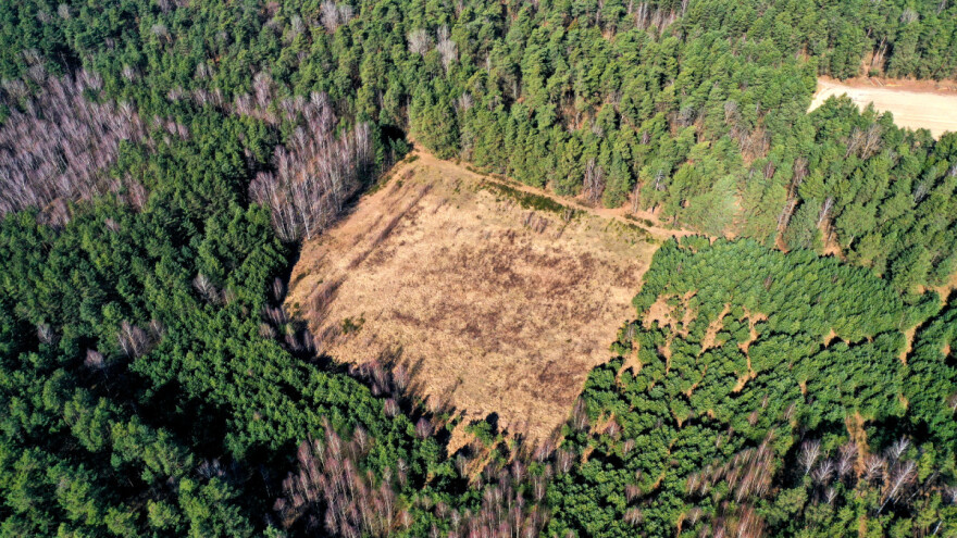 Svake tri sekunde izgubimo šuma veličine nogometnog igrališta. I to nije sve