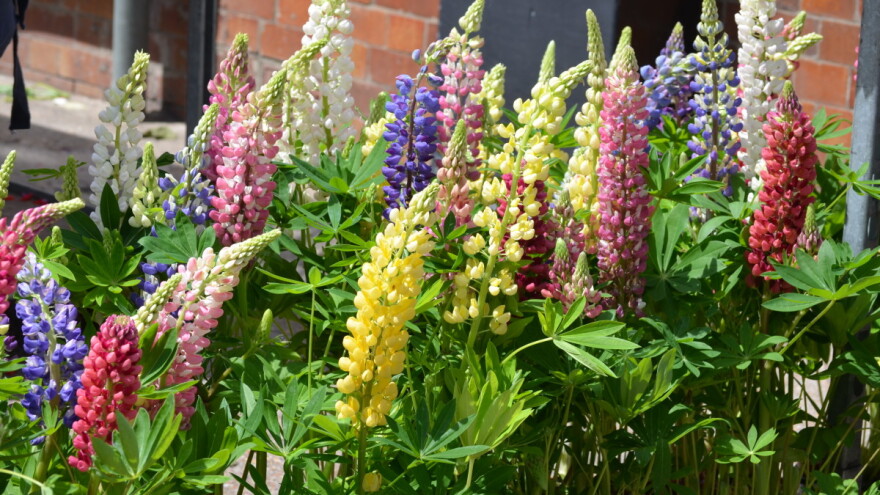 Popularna i dekorativna: Kako posijati ukrasnu lupinu?