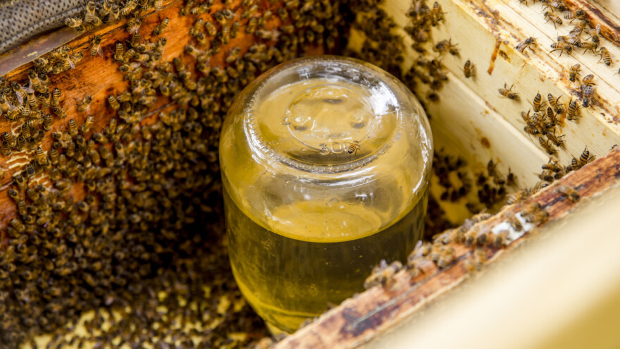 Pčelari, pratite dnevne unose i po potrebi prihranite pčele