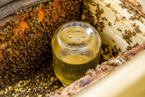 Pčelari, pratite dnevne unose i po potrebi prihranite pčele
