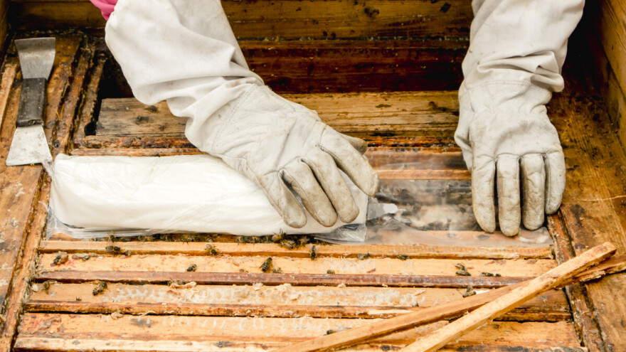 Pčelinjak u ožujku: Koje radove obaviti kako bi osigurali napredak zajednice?