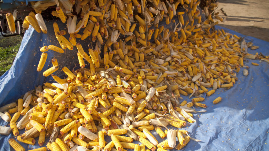 Kukuruzni plamenac uništava i do 20 odsto roda kukuruza