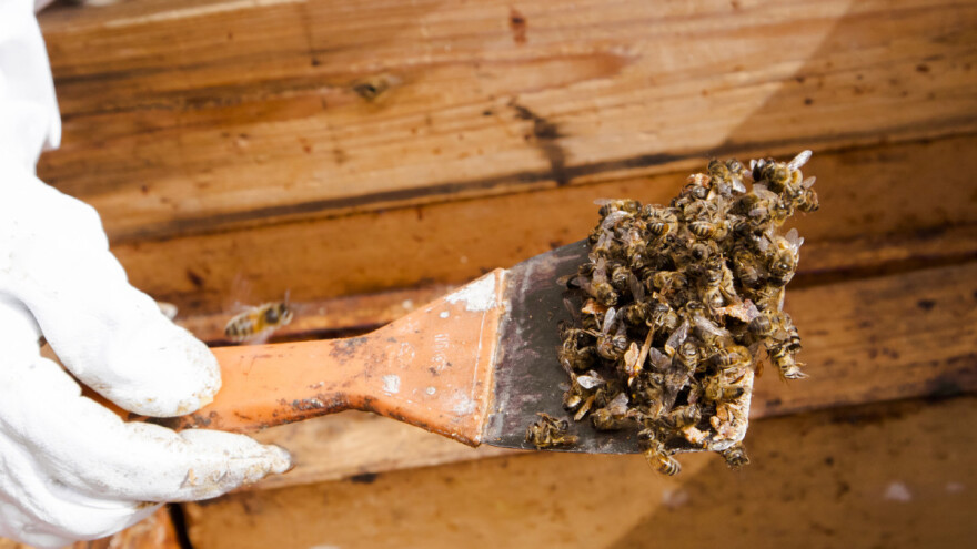 Novi pomor pčela u Hrvatskoj - opet se sumnja na pesticide?