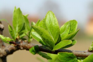U toku polaganje jaja prve generacije šljivinog smotavca, pregledajte zasade!
