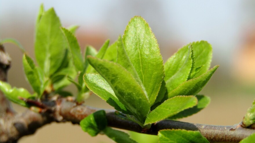U toku polaganje jaja prve generacije šljivinog smotavca, pregledajte zasade!