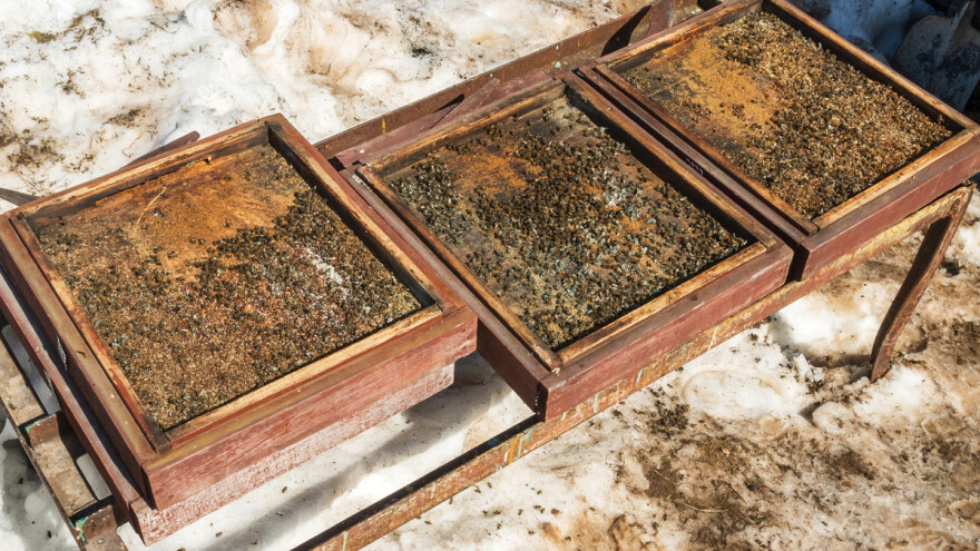 Zimsko uginuće pčela do 80 posto - u Bugarskoj šute zbog subvencija?