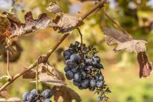 Vinovu lozu bi mikrobi mogli zaštititi od klimatskih promjena