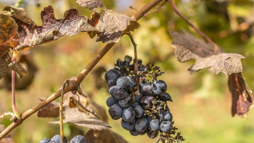 Vinovu lozu bi mikrobi mogli zaštititi od klimatskih promjena