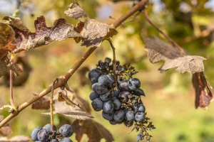 Vinovu lozu bi mikrobi mogli zaštititi od klimatskih promjena