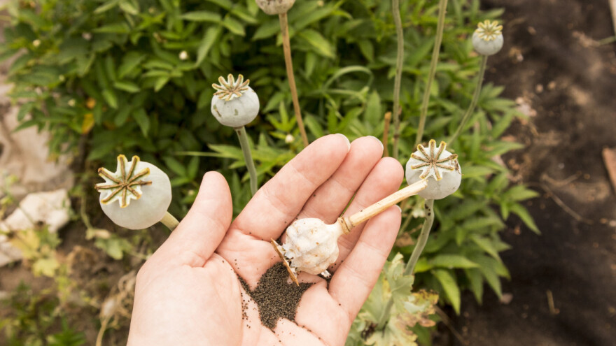 U toku berba maka - široka upotreba semenki