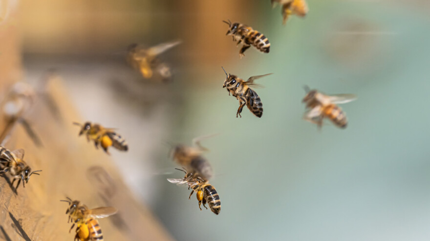 Stvorena prva robotska pčela koja može letjeti kao prava?