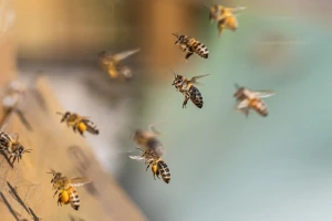 Stvorena prva robotska pčela koja može da leti kao prava?