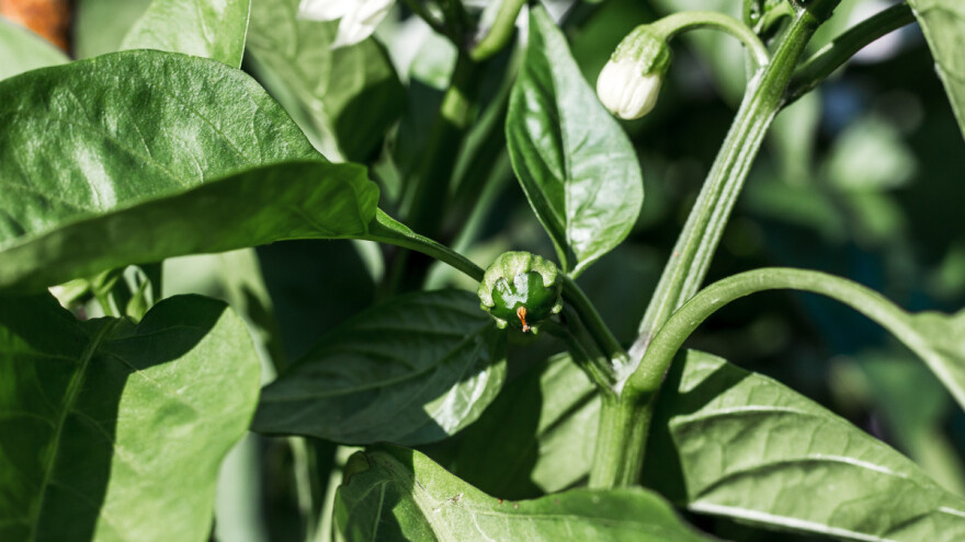 Prvi plod na paprici - ostaviti ili ukloniti?