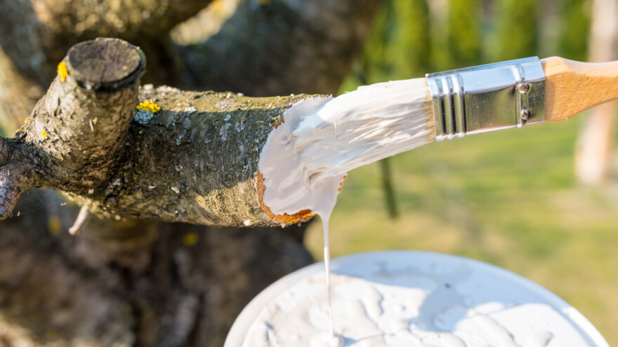 Glina kao osnova za voćarske premaze