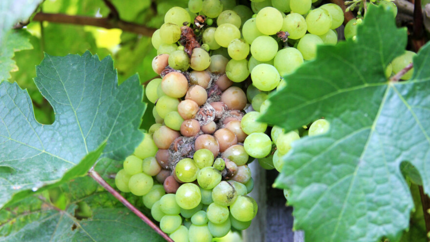 Berba grožđa u regiji Šampanj prepolovljena: Lozu pogodila gljivična bolest