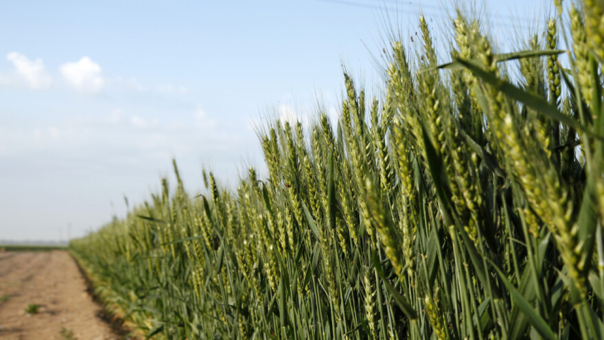 Za prihranu pšenice pred klasanje primijenite otopinu Uree
