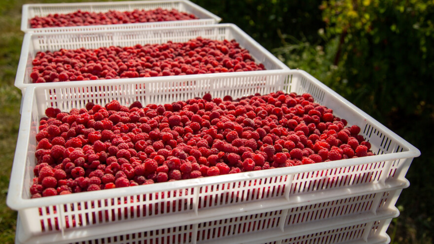 Koja će biti cena ovogodišnje maline?