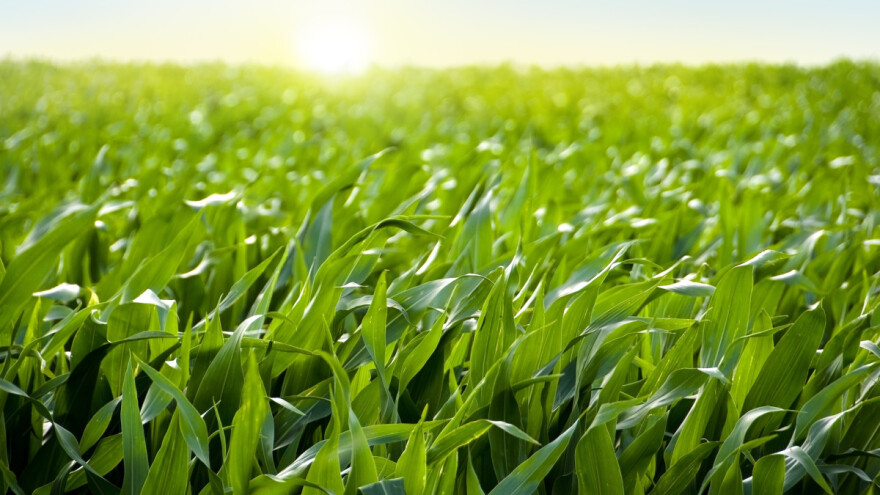 Suzbijte efikasno korove u kukuruzu nakon nicanja