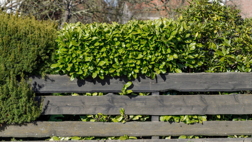 Živa ograda: Koje vrste je najbolje posaditi?