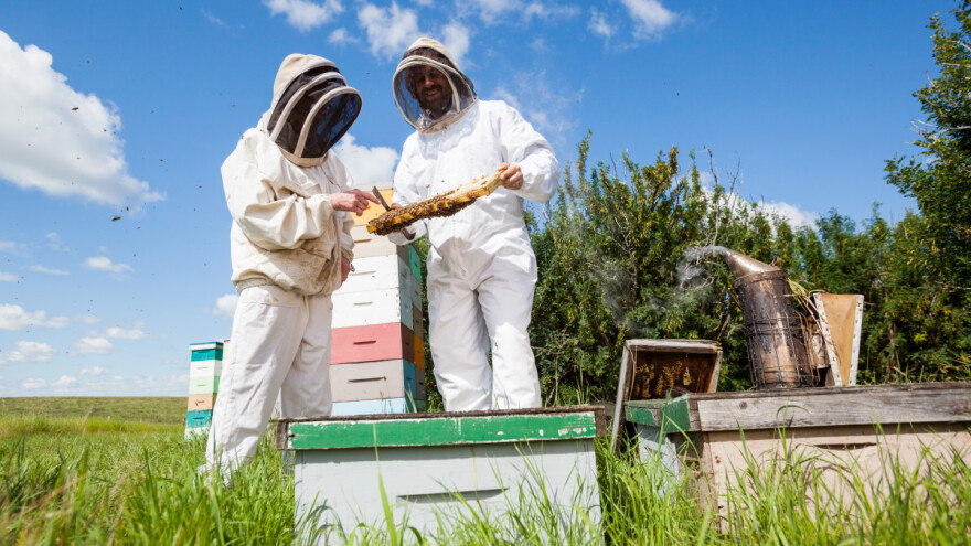 Radovi u pčelinjaku u mjesecu rujnu