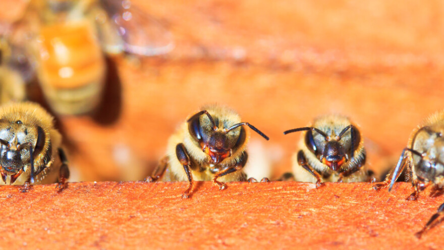 Revolucija u liječenju pčela: Kako djeluje prvo cjepivo protiv američke gnjiloće?