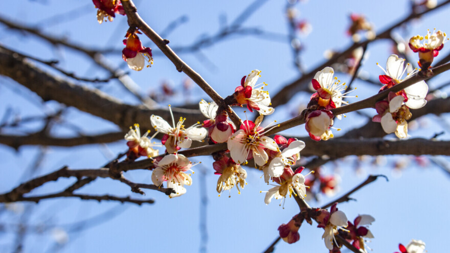 Kako će proljetni mrazevi uticati na različite voćke?