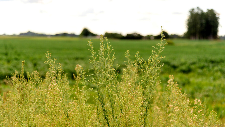 Dobili novac iz EU fondova za uzgoj organske soje, a na poljima raste korov