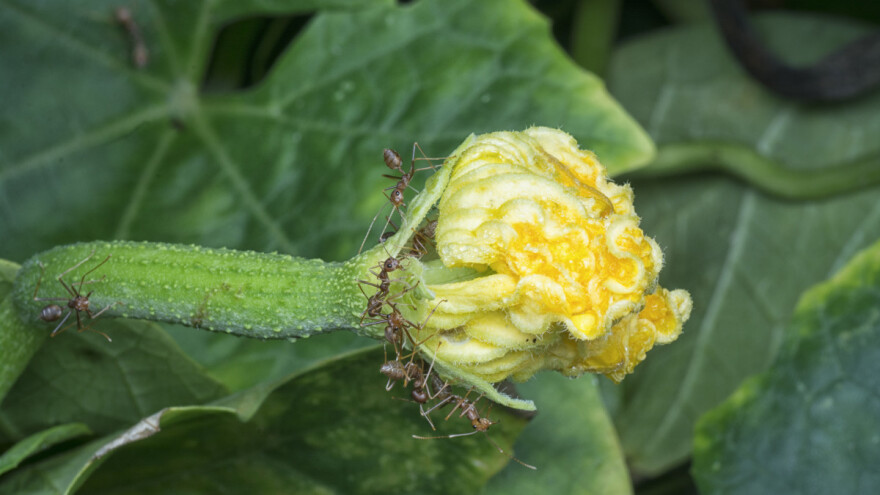 Oterajte mrave i zaštitite rasad uz pomoć cimeta