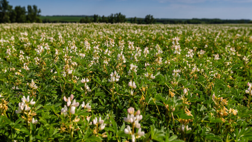 Sa setvom lupine poboljšavamo zemljište i smanjujemo mu kiselost