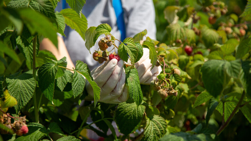 Počeo otkup maline u BiH: Cijena oko 5 KM/kg - hoće li ostati tako?