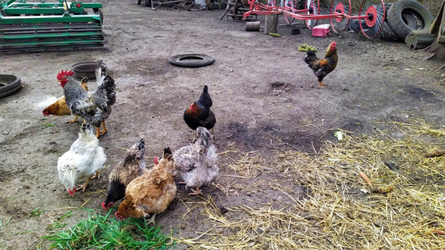 Ptičja gripa: Slovenija proglašena rizičnim područjem