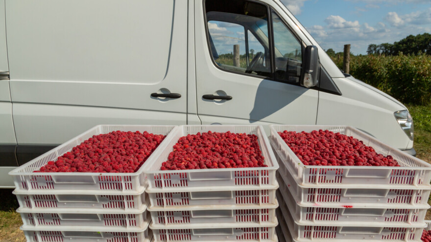 Nema vajde od prodaje malina na veliko: Cijene na štandu i do 14 KM za kilogram