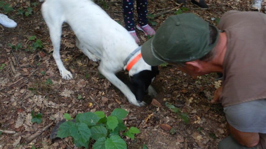 Kreće sezona lova na tartufe u Istri, no ove godine bez turista