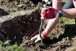Saveti pri jesenjoj sadnji voća i zašto se više traži autohtono?