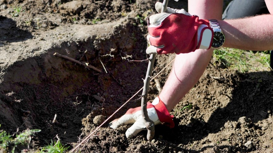 Saveti pri jesenjoj sadnji voća i zašto se više traži autohtono?