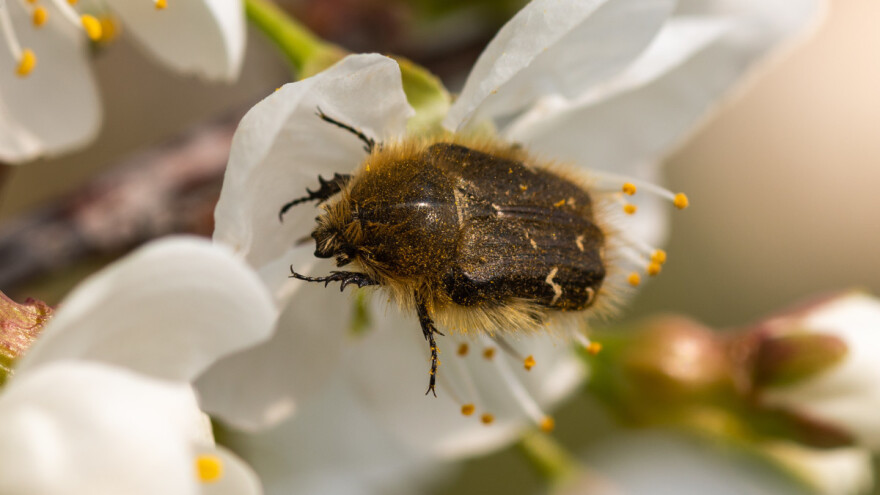 Dlakavi ružičar počeo praviti štetu - kako ga suzbiti?