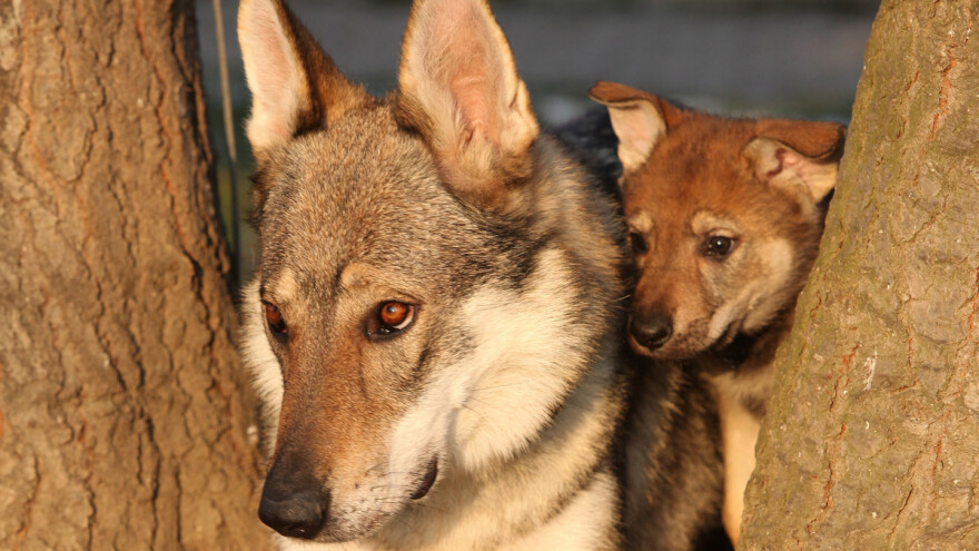 Evropa nema zajednički plan oko ukrštanja vukova i pasa