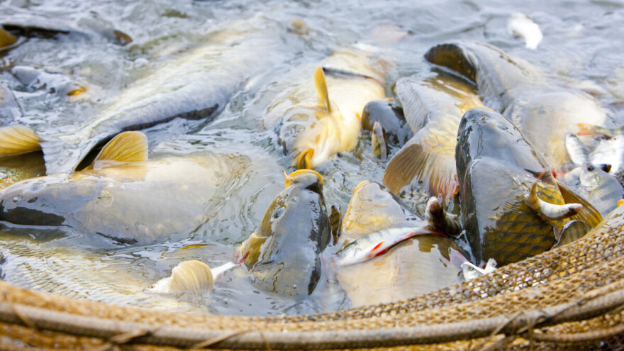 U javnom savjetovanju mjera za akvakulturu koja osigurava usluge zaštite okoliša