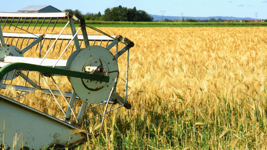 Indija zabranila izvoz pšenice i uzdrmala svjetsko tržište žitarica