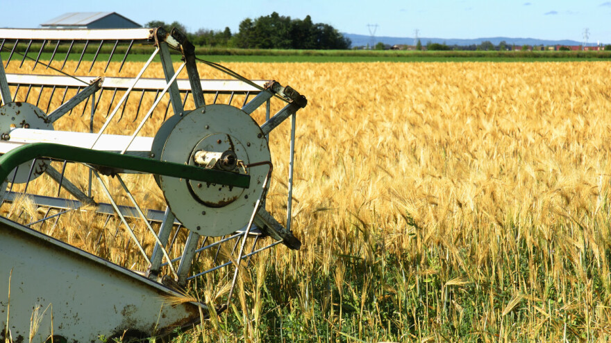 Počela žetva ječma: U Bečeju prinosi i do 8,8 tona po hektaru
