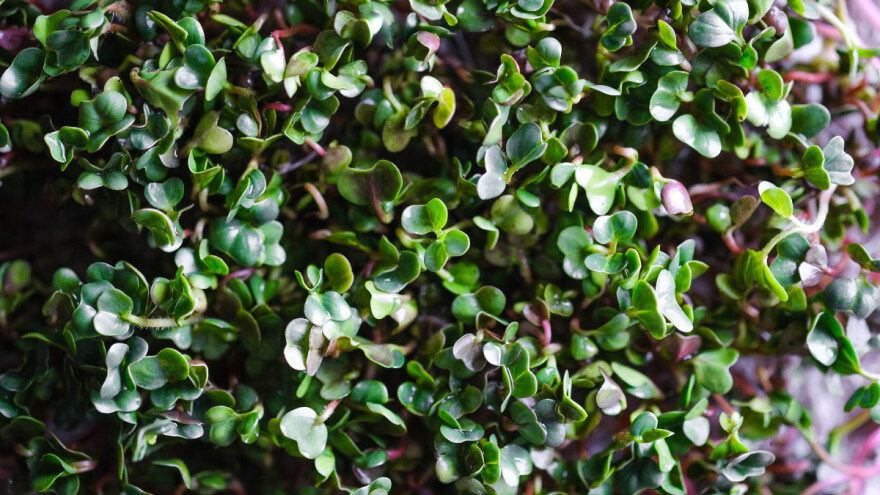 Koje se vrste mogu uzgajati kao mikrobilje? Tri su najpopularnije