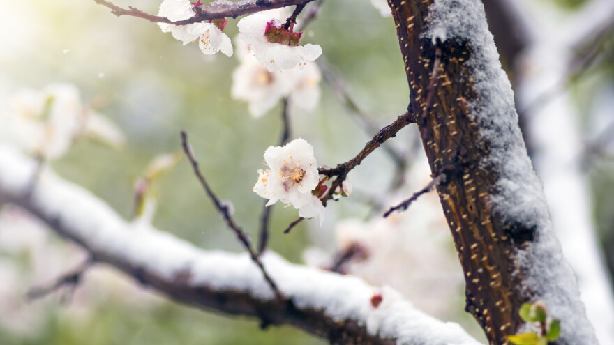 Jaki jutarnji mrazevi prijete voćarskim kulturama - do kada?